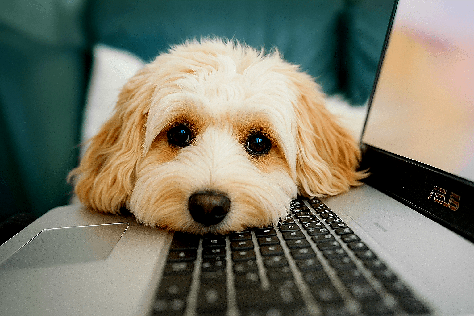 Samenwerken met een online ondernemer– creatieve en ontspannen werkrelatie, afgebeeld met laptop en hond