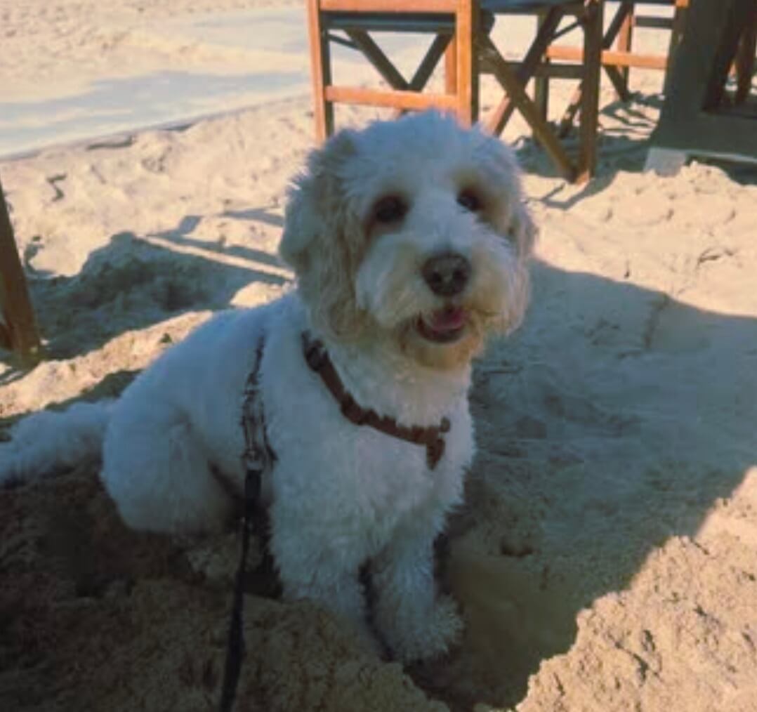 Cockapoo Nola op het strand – symbool voor rust, balans en genieten buiten het werk